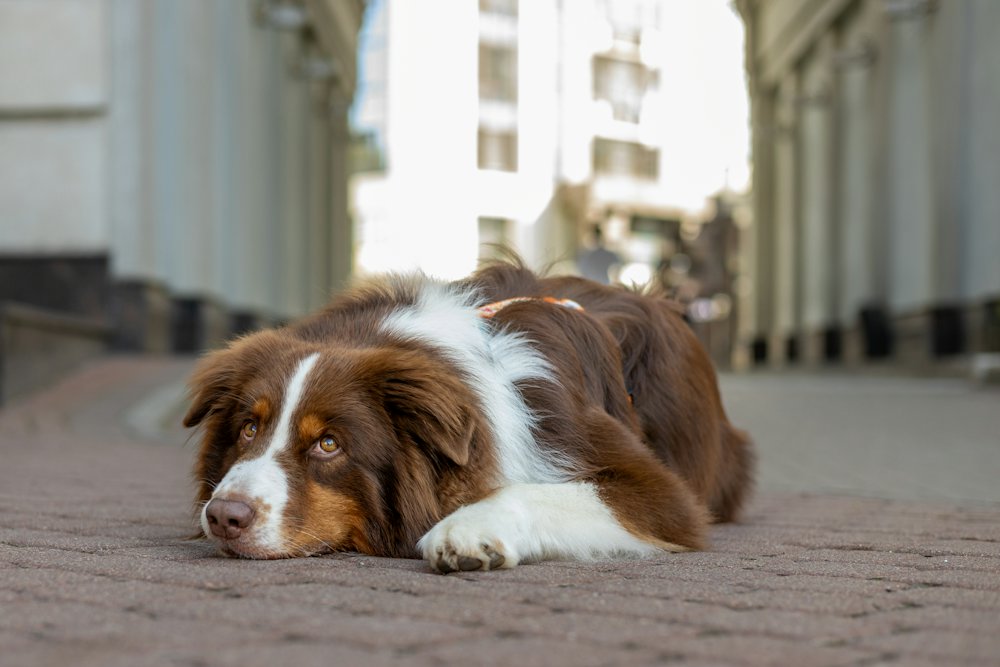A brown and white Australian Shepherd lying calmly on a paved street